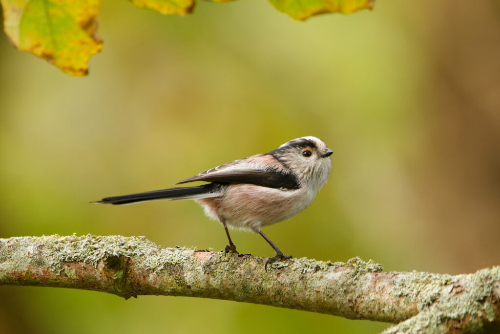 Long-Tailed Tit